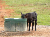 beef cattle watering system