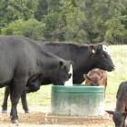 Lapp Livestock waterer
