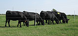 Livestock Fence Program News | Patriot Fence Chargers