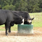 Cattle and Livestock Waterers